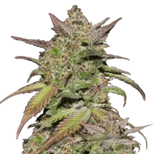 Smoothie Auto™ cannabis buds from Fast Buds—medium-tall with frosty, purple-tinged nugs and sweet, creamy berry-citrus aroma.