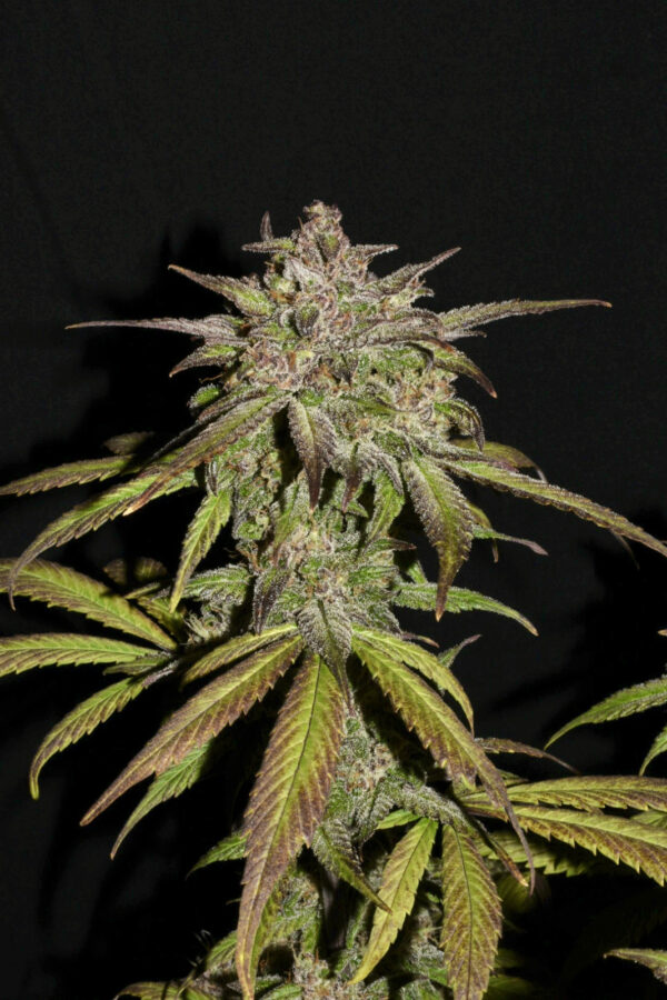 Smoothie Auto - Image 4