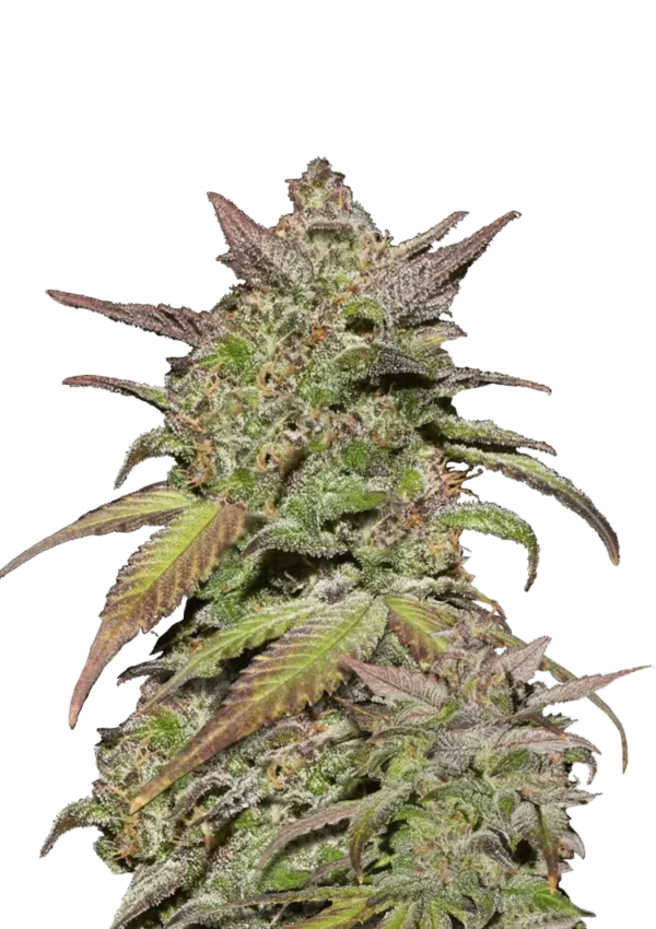 Smoothie Auto™ cannabis buds from Fast Buds—medium-tall with frosty, purple-tinged nugs and sweet, creamy berry-citrus aroma.