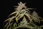 Smoothie Auto - Image 6