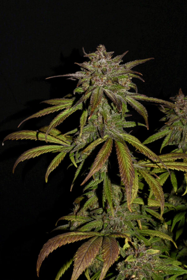 Smoothie Auto - Image 7