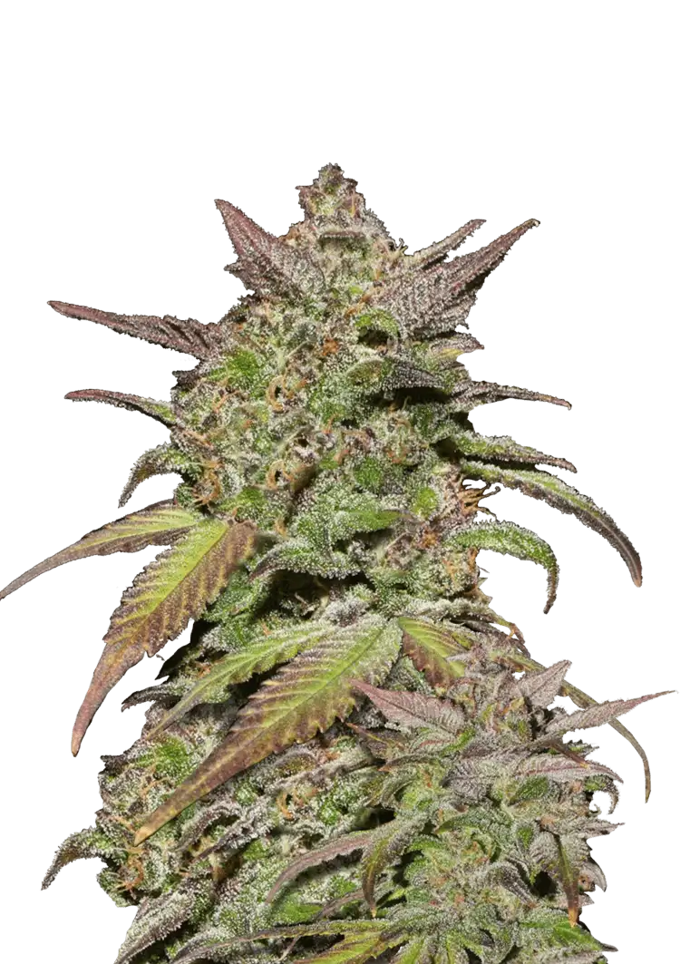 Smoothie Auto™ cannabis buds from Fast Buds—medium-tall with frosty, purple-tinged nugs and sweet, creamy berry-citrus aroma.