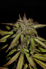 Smoothie Auto - Image 8