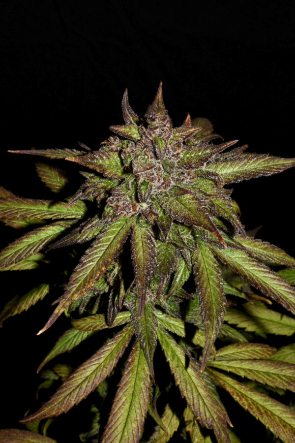 Smoothie Auto - Image 8