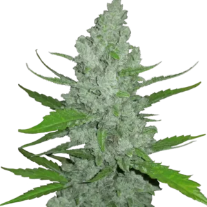 Sour Diesel Auto™ cannabis plant by Fast Buds—tall and resin-rich with prominent fuel-scented colas, bright orange pistils, emitting sharp diesel and citrus aromas.