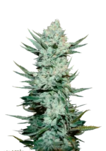 angie Auto™ cannabis plant by Fast Buds—tall and emerald-green with dense colas and orange pistils, exuding bright citrus and pine aromas.