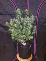 Tangie Auto - Image 2