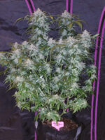 Tangie Auto - Image 3
