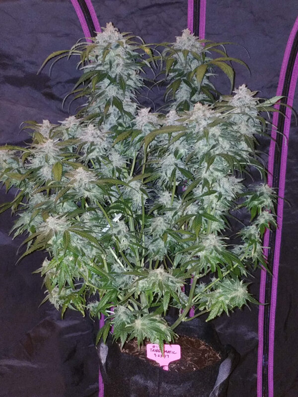 Tangie Auto - Image 3