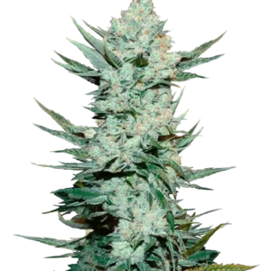 angie Auto™ cannabis plant by Fast Buds—tall and emerald-green with dense colas and orange pistils, exuding bright citrus and pine aromas.