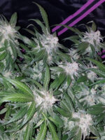 Tangie Auto - Image 4