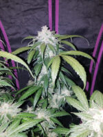 Tangie Auto - Image 5