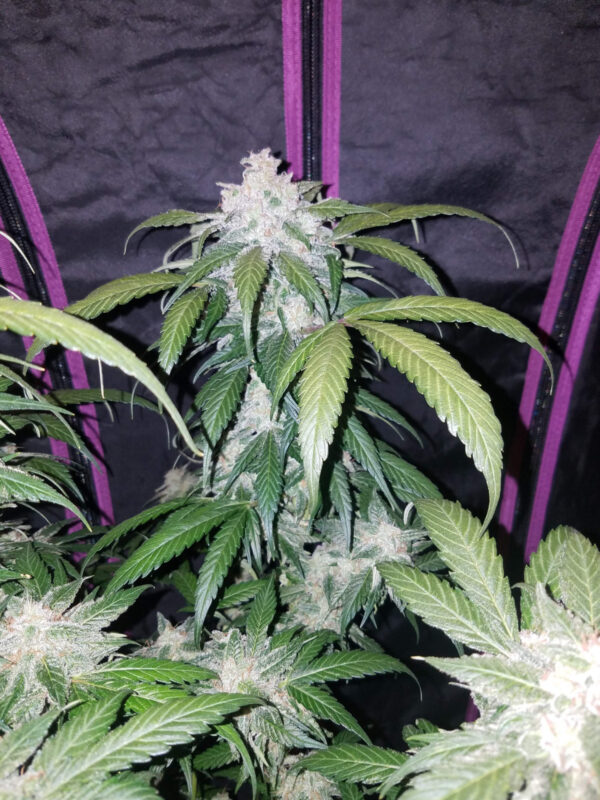 Tangie Auto - Image 5