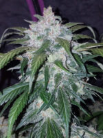 Tangie Auto - Image 6