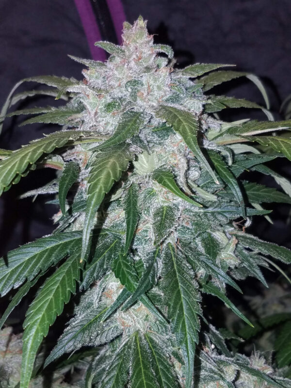 Tangie Auto - Image 6
