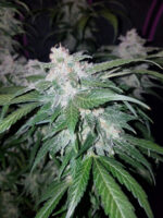 Tangie Auto - Image 7