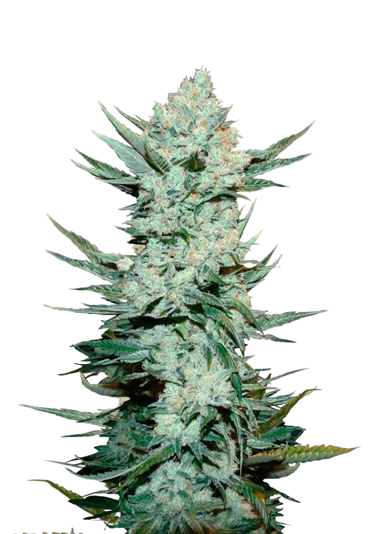 angie Auto™ cannabis plant by Fast Buds—tall and emerald-green with dense colas and orange pistils, exuding bright citrus and pine aromas.