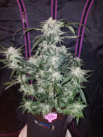 Tangie Auto - Image 8