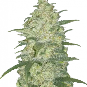 White Widow Auto™ cannabis buds—compact medium-height plant wrapped in frosty resin, with green and maroon hues and orange pistils, exuding earthy, spicy, and floral aromas.