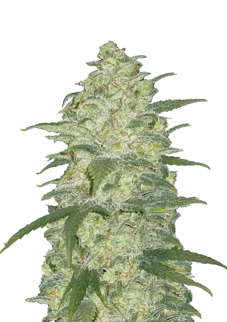 White Widow Auto™ cannabis buds—compact medium-height plant wrapped in frosty resin, with green and maroon hues and orange pistils, exuding earthy, spicy, and floral aromas.