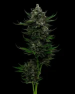 All Gas OG - Image 2