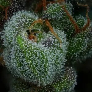 “All Gas OG Auto with dense, resin-sprinkled lime-green buds, emitting pungent skunk, diesel, pine, and citrusy aroma—Humboldt Seed Company autoflower strain.”