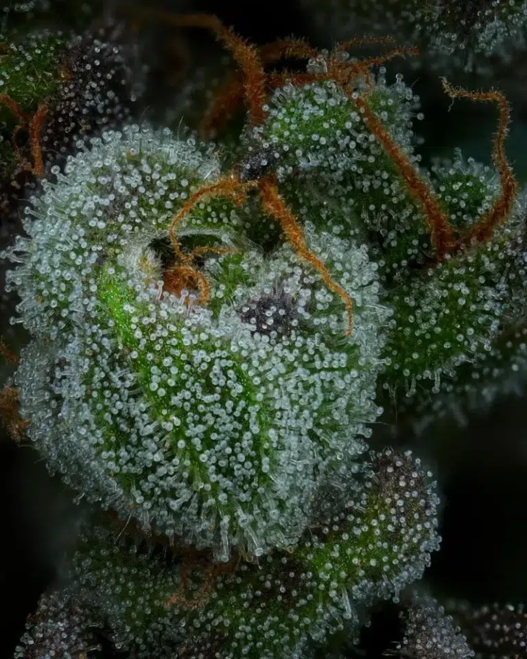 A lush, majestic, and beautiful cannabis plant full of buds, grown from All Gas OG cultivated by Humboldt Seed Company.