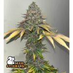 Amaretto Tarmac - Image 2