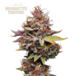 “Amaretto Tarmac© by Seedstockers: dense, resin-covered buds with green and amber hues; aroma of sour cherry, sweet liqueur, and citrus; sativa-dominant hybrid with uplifting effects.”