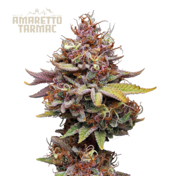 “Amaretto Tarmac© by Seedstockers: dense, resin-covered buds with green and amber hues; aroma of sour cherry, sweet liqueur, and citrus; sativa-dominant hybrid with uplifting effects.”
