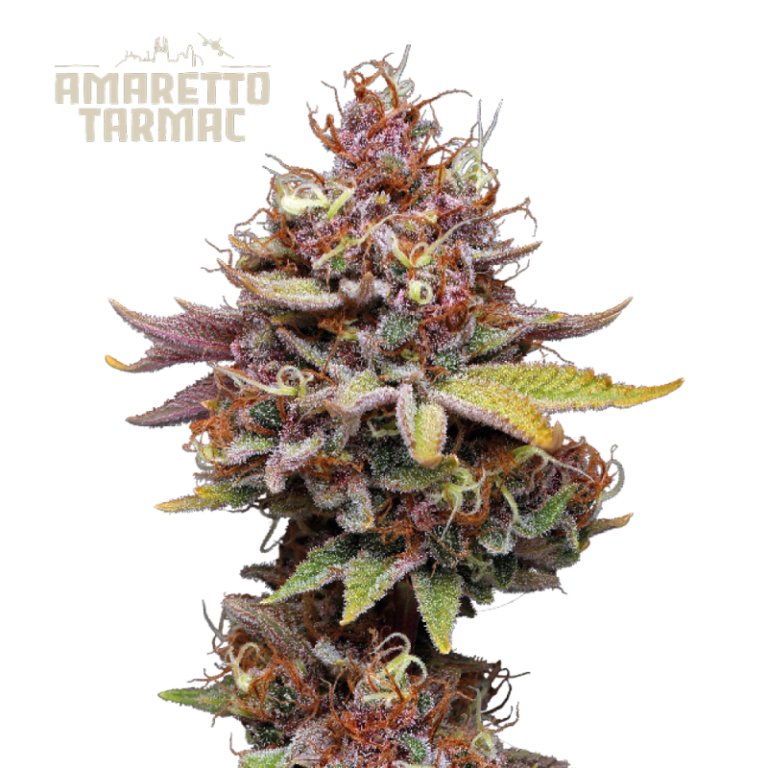 “Amaretto Tarmac© by Seedstockers: dense, resin-covered buds with green and amber hues; aroma of sour cherry, sweet liqueur, and citrus; sativa-dominant hybrid with uplifting effects.”