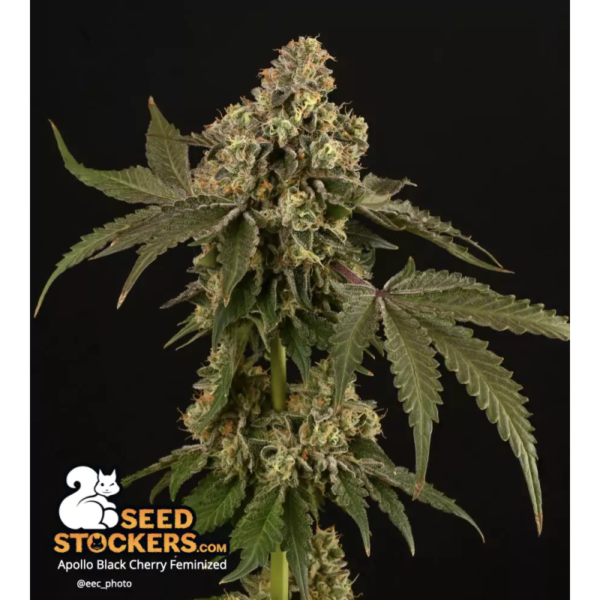 Apollo Black Cherry - Image 2