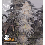 Apollo Black Cherry - Image 3