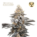 “Apollo Black Cherry by Seedstockers shows dense, dark-tinged, trichome-heavy buds with ruby pistils; visual richness mirrors a black-cherry aroma layered with earthy spice.”