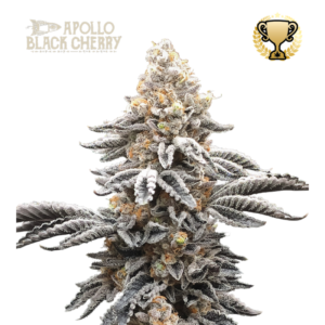 “Apollo Black Cherry by Seedstockers shows dense, dark-tinged, trichome-heavy buds with ruby pistils; visual richness mirrors a black-cherry aroma layered with earthy spice.”