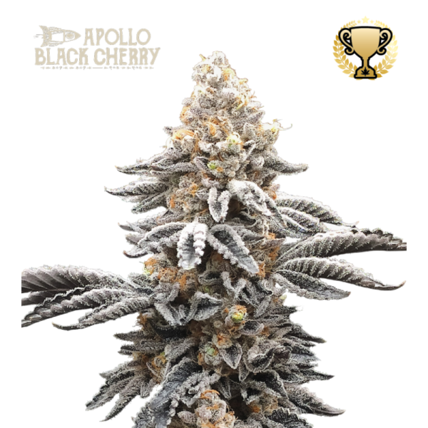 “Apollo Black Cherry by Seedstockers shows dense, dark-tinged, trichome-heavy buds with ruby pistils; visual richness mirrors a black-cherry aroma layered with earthy spice.”
