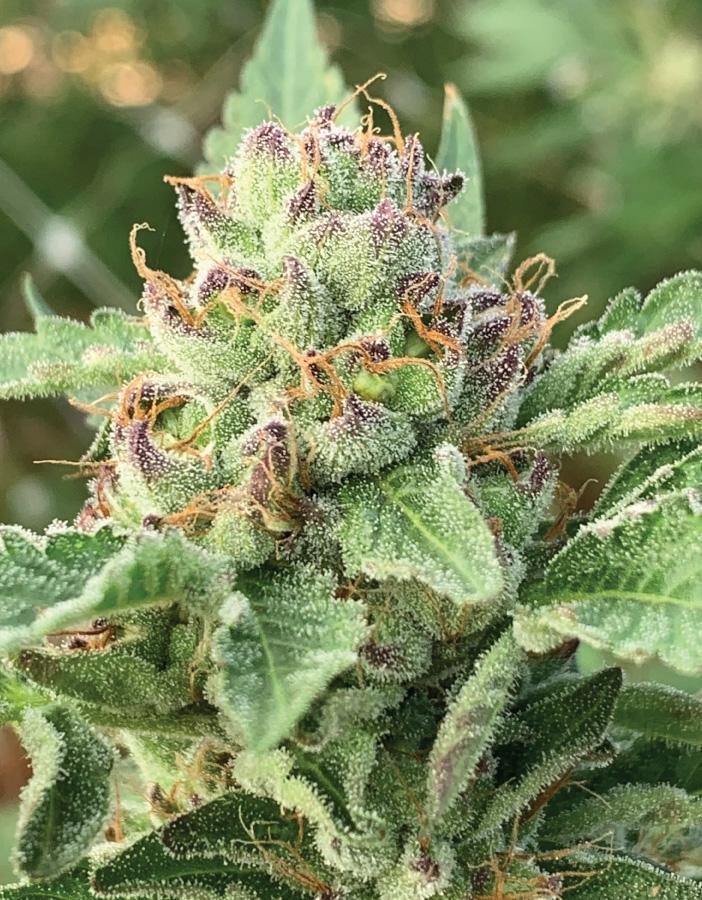 “Apple Blossom Auto buds—dense, resin-coated flowers with subtle blue and purple tones, emitting sweet floral and apple aroma with pastry notes—Humboldt Seed Company autoflower strain.”