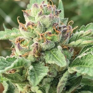 A medium-height cannabis plant with dense crystalline buds showing blue-purple hues, exuding sweet apple and floral aroma—Humboldt Seed Company Apple Blossom.