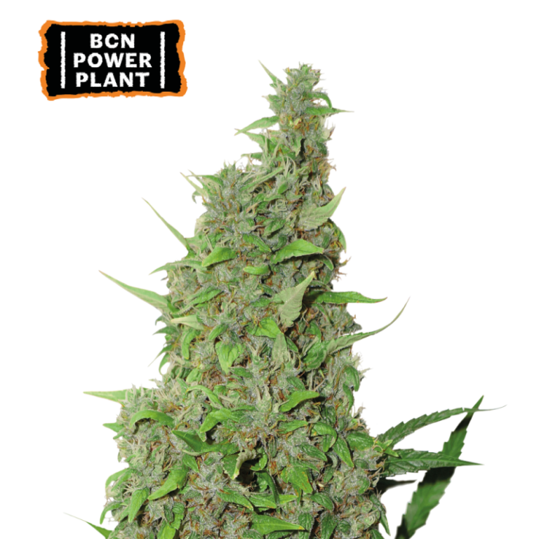 “Seedstockers BCN Power Plant with long, uniform colas packed with sparkling trichomes; dense lime green buds, upright structure, and a clean earthy spicy aroma suggestive of classic heritage.”