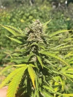 Banana Melt - Image 2