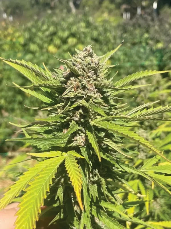 Banana Melt - Image 2