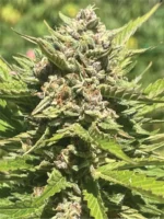 A tall, vigorous cannabis plant with dense resin-coated buds and subtle purple highlights, emanating tropical banana, pineapple, and citrus aromas—Banana Melt by Humboldt Seed Company.