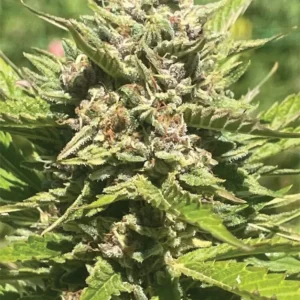 A tall, vigorous cannabis plant with dense resin-coated buds and subtle purple highlights, emanating tropical banana, pineapple, and citrus aromas—Banana Melt by Humboldt Seed Company.