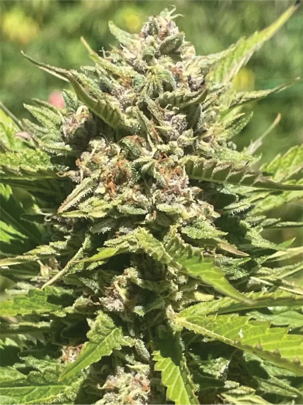 A tall, vigorous cannabis plant with dense resin-coated buds and subtle purple highlights, emanating tropical banana, pineapple, and citrus aromas—Banana Melt by Humboldt Seed Company.