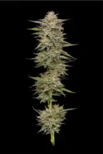 Banana OG Auto - Image 2