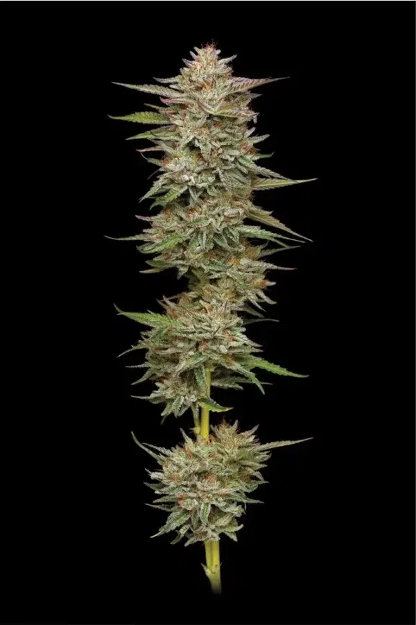 Banana OG Auto - Image 2