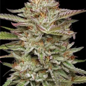 “Banana OG Auto—dense, frosty green cannabis buds with purple highlights, exuding banana candy sweetness and fuel gas aroma—Humboldt Seed Company autoflower strain.”