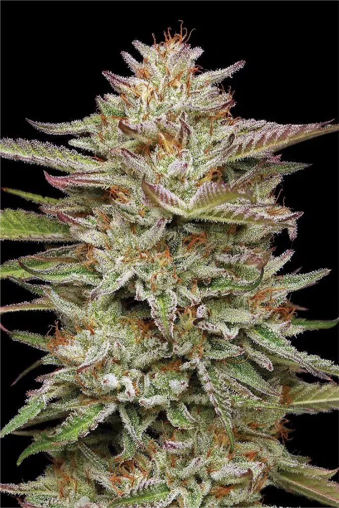 “Banana OG Auto—dense, frosty green cannabis buds with purple highlights, exuding banana candy sweetness and fuel gas aroma—Humboldt Seed Company autoflower strain.”