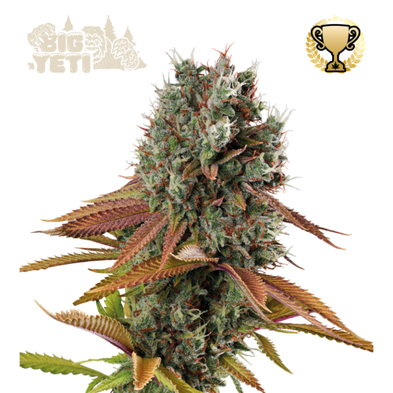 “Big Yeti© by Seedstockers: towering sativa plants up to 5 m tall, with elongated open buds dusted in resin; aroma bursts with sweet-sour citrus—tamarind, lime, lemon.”
