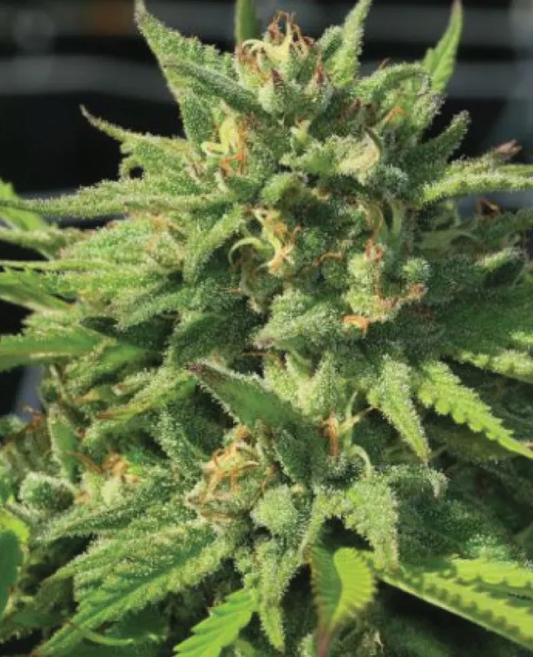 Tall cannabis plant with dense, frosty resin-coated buds displaying forest green and purple hues, emanating pungent pine and diesel aromas—Bigfoot Glue by Humboldt Seed Company.